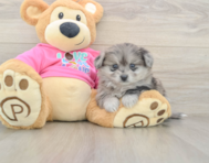5 week old Pomachon Puppy For Sale - Florida Fur Babies