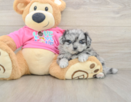 5 week old Pomachon Puppy For Sale - Florida Fur Babies