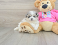 5 week old Pomachon Puppy For Sale - Florida Fur Babies