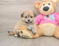 7 week old Pomachon Puppy For Sale - Florida Fur Babies