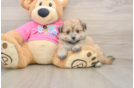 Best Pomachon Baby