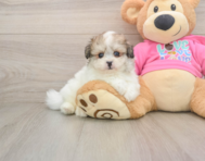 8 week old Pomachon Puppy For Sale - Florida Fur Babies