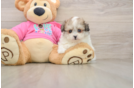 Hypoallergenic Pom Frise Designer Puppy