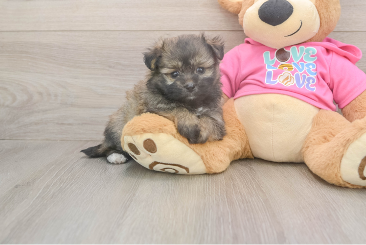 Small Pomachon Baby