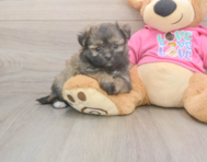 5 week old Pomachon Puppy For Sale - Florida Fur Babies