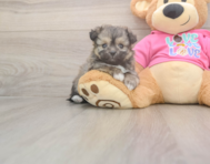 5 week old Pomachon Puppy For Sale - Florida Fur Babies