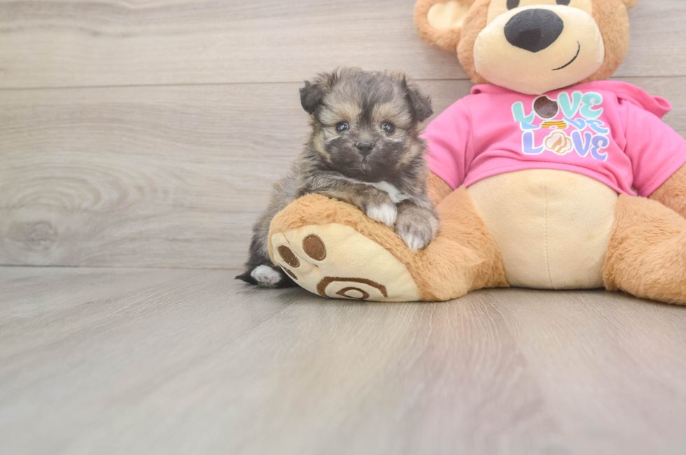 5 week old Pomachon Puppy For Sale - Florida Fur Babies