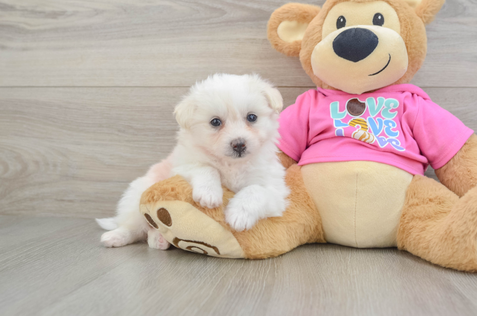 5 week old Pomachon Puppy For Sale - Florida Fur Babies