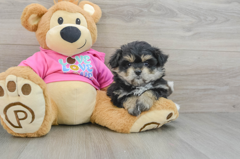 7 week old Pomachon Puppy For Sale - Florida Fur Babies