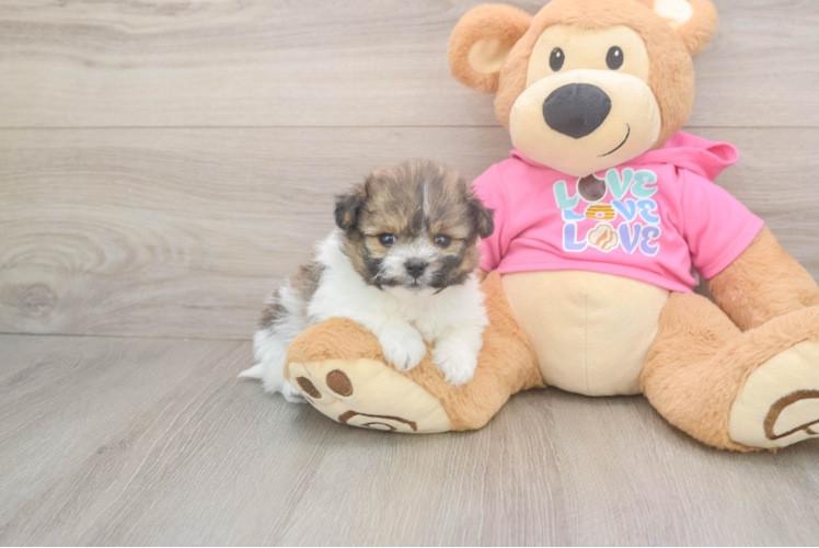 Popular Pomachon Designer Pup