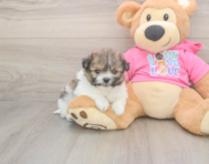 6 week old Pomachon Puppy For Sale - Florida Fur Babies