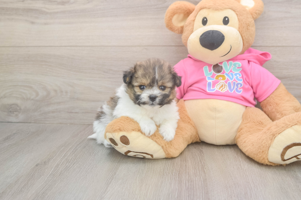 5 week old Pomachon Puppy For Sale - Florida Fur Babies