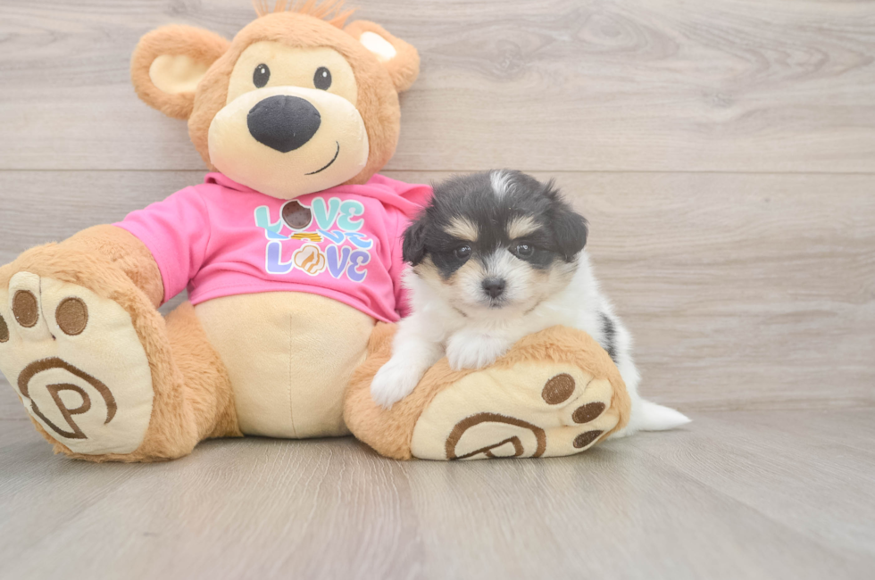 5 week old Pomachon Puppy For Sale - Florida Fur Babies
