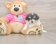 6 week old Pomachon Puppy For Sale - Florida Fur Babies 6 week old Pomachon Puppy For Sale - Florida Fur Babies