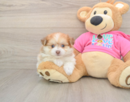 5 week old Pomachon Puppy For Sale - Florida Fur Babies