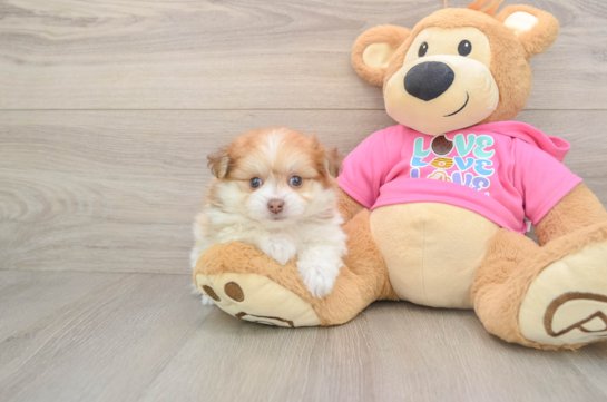 Petite Pomachon Designer Pup