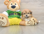 5 week old Pomachon Puppy For Sale - Florida Fur Babies