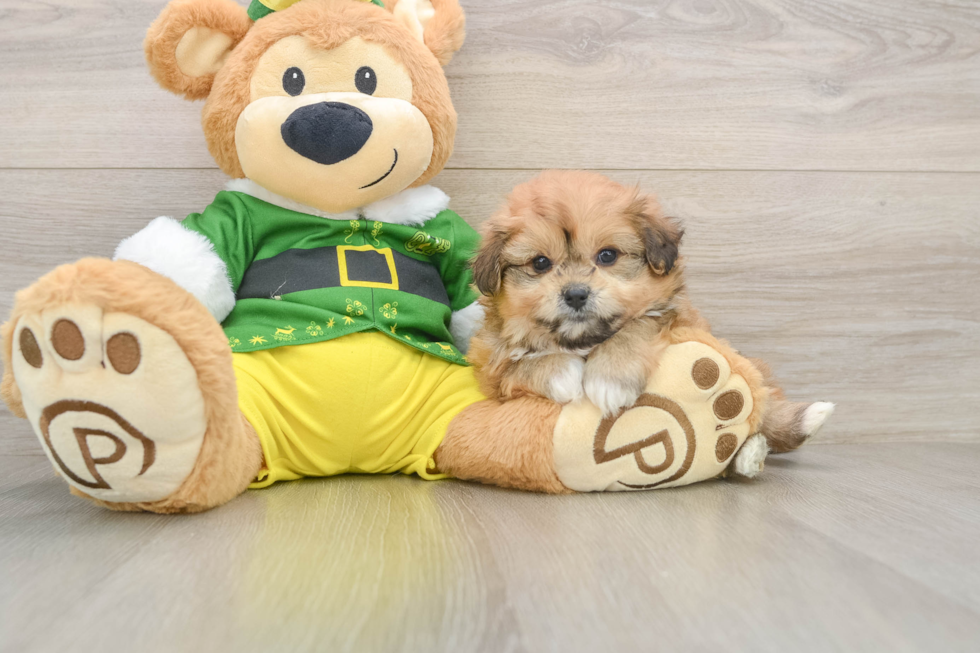 Pomachon Puppy for Adoption