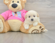 5 week old Pomachon Puppy For Sale - Florida Fur Babies