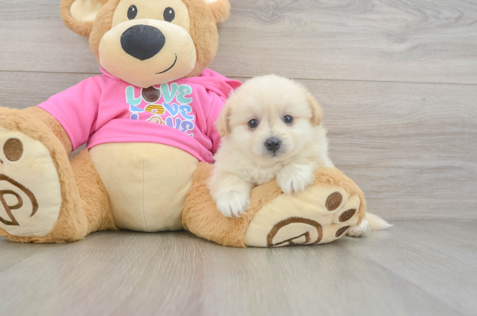 6 week old Pomachon Puppy For Sale - Florida Fur Babies