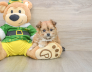 5 week old Pomachon Puppy For Sale - Florida Fur Babies
