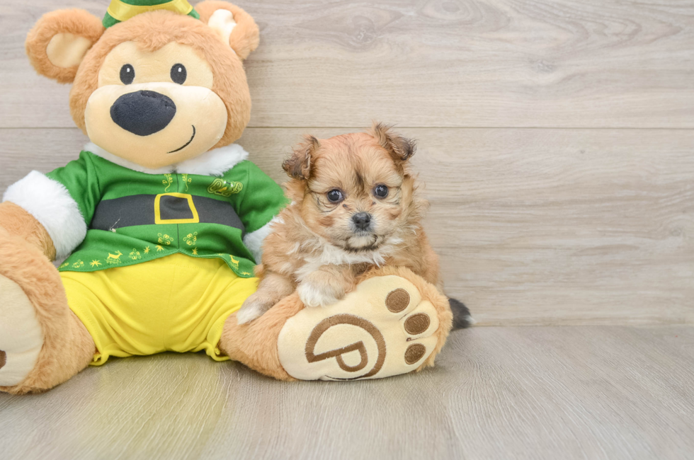 5 week old Pomachon Puppy For Sale - Florida Fur Babies