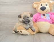 6 week old Pomachon Puppy For Sale - Florida Fur Babies