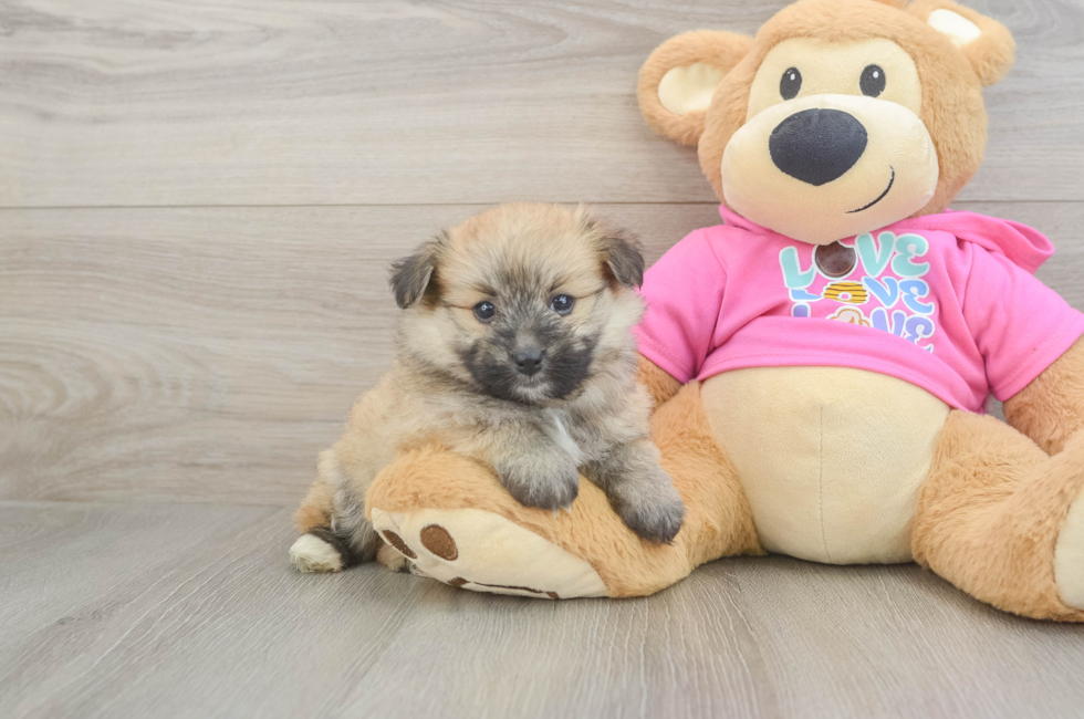 6 week old Pomachon Puppy For Sale - Florida Fur Babies