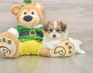 5 week old Pomachon Puppy For Sale - Florida Fur Babies