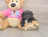 5 week old Pomachon Puppy For Sale - Florida Fur Babies