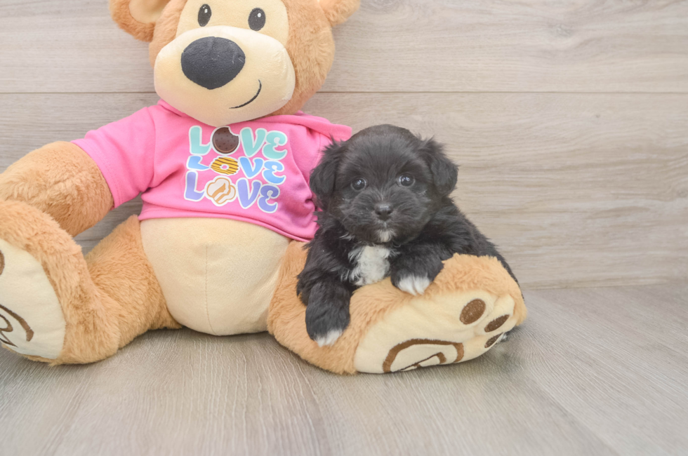 5 week old Pomachon Puppy For Sale - Florida Fur Babies