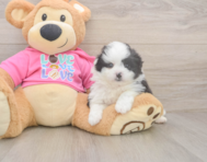 5 week old Pomachon Puppy For Sale - Florida Fur Babies