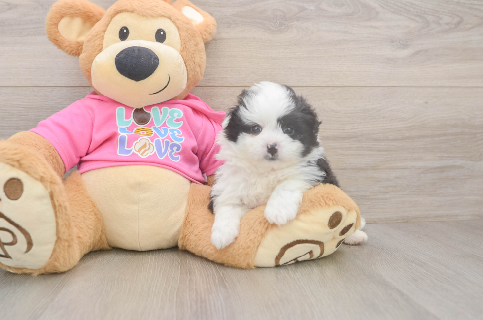 5 week old Pomachon Puppy For Sale - Florida Fur Babies