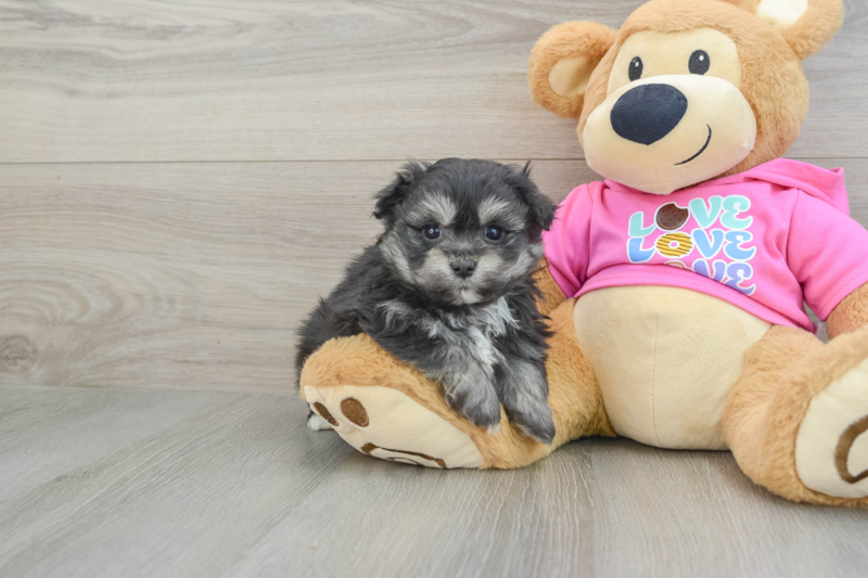 Meet Parker - our Pomachon Puppy Photo 1/3 - Florida Fur Babies