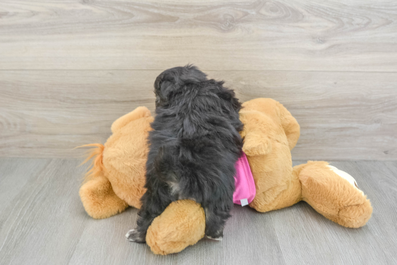 Meet Parker - our Pomachon Puppy Photo 2/3 - Florida Fur Babies