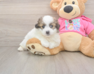 5 week old Pomachon Puppy For Sale - Florida Fur Babies