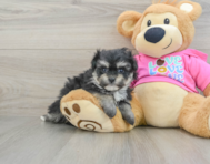 8 week old Pomachon Puppy For Sale - Florida Fur Babies