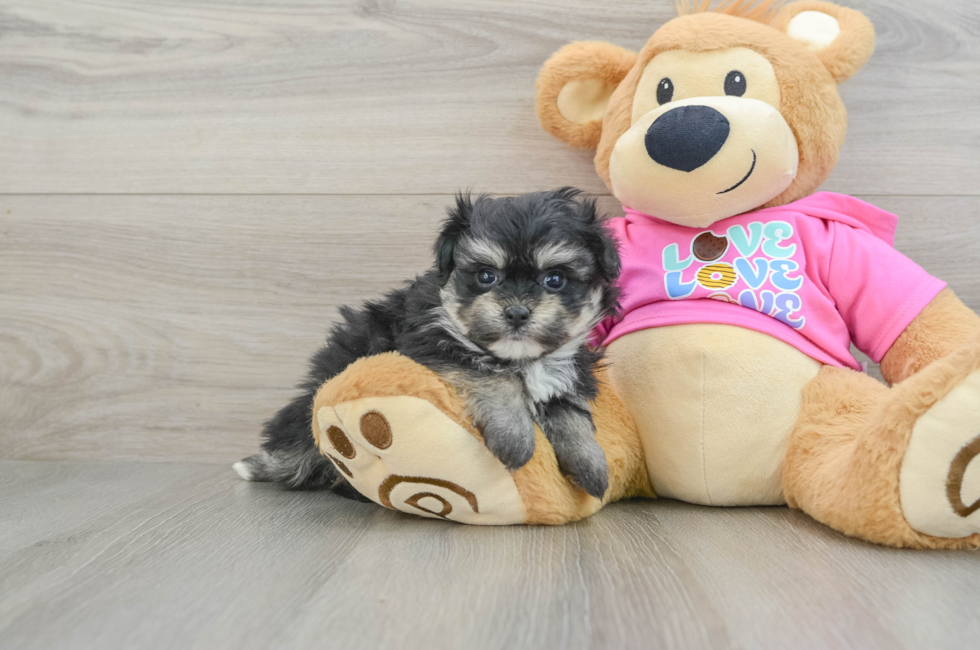 6 week old Pomachon Puppy For Sale - Florida Fur Babies