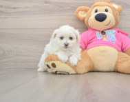 5 week old Pomachon Puppy For Sale - Florida Fur Babies