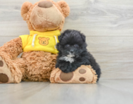 7 week old Pomachon Puppy For Sale - Florida Fur Babies