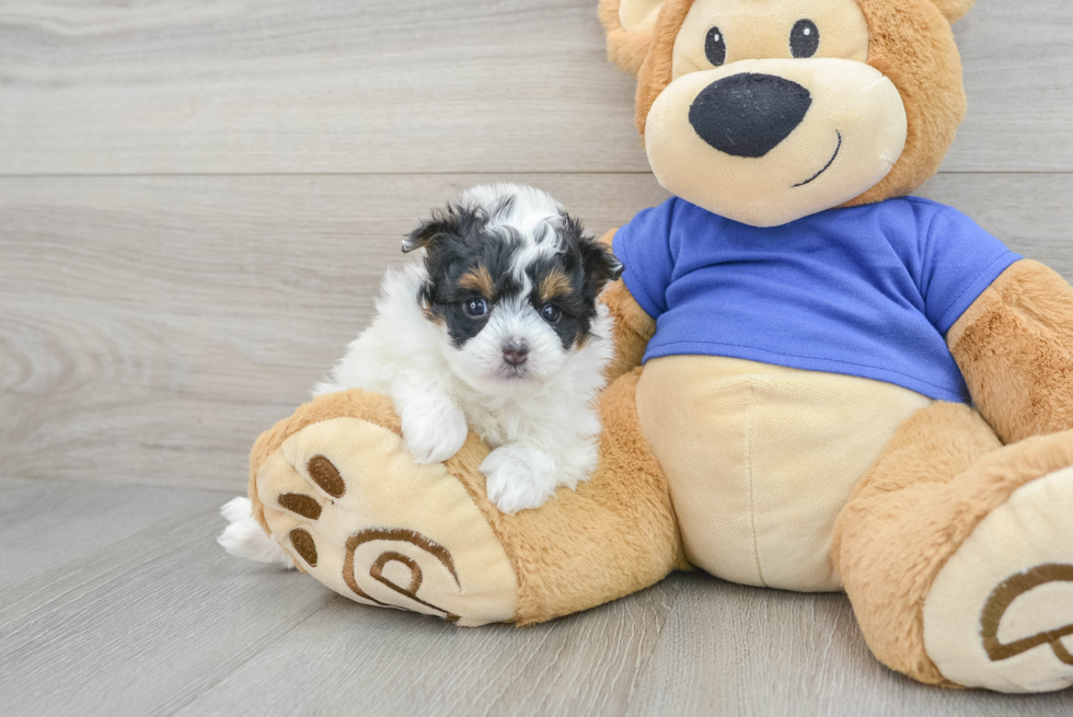 Playful Pomapoo Poodle Mix Puppy
