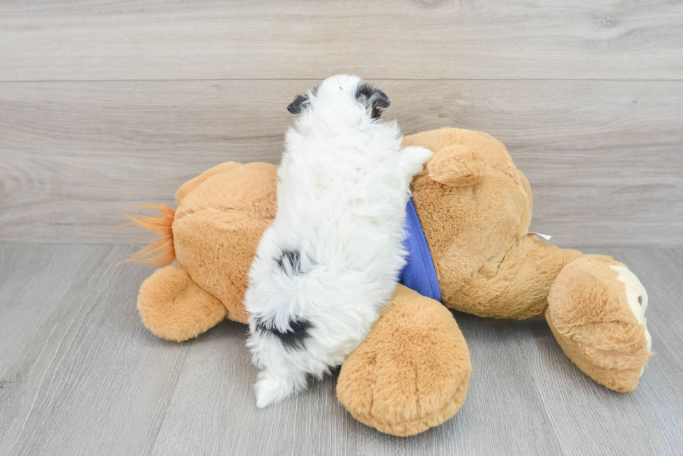 Little Pomapoo Poodle Mix Puppy