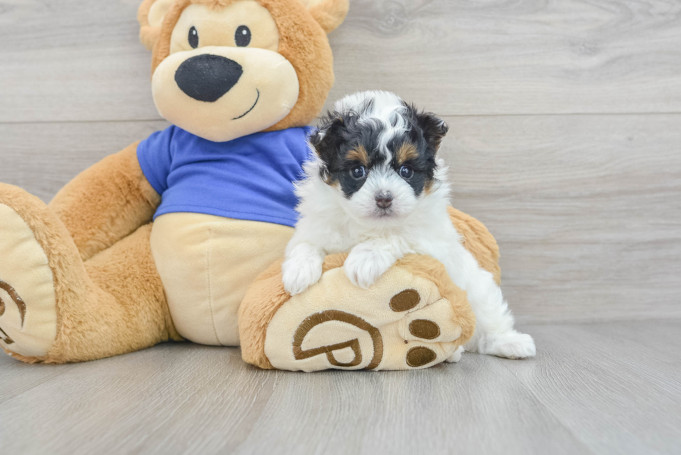 Hypoallergenic Pomapoo Poodle Mix Puppy