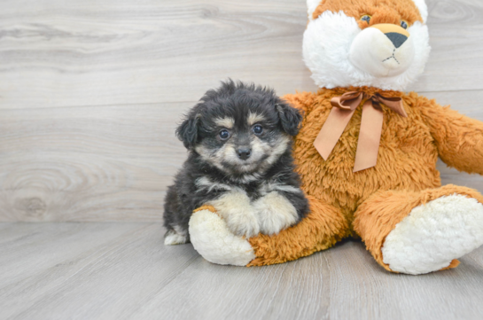 6 week old Pomapoo Puppy For Sale - Florida Fur Babies