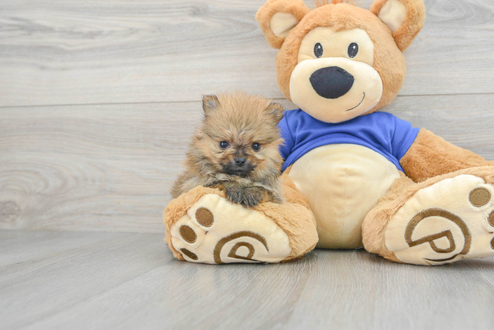 Pomeranian Pup Being Cute