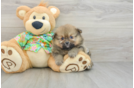 Pomeranian Puppy for Adoption