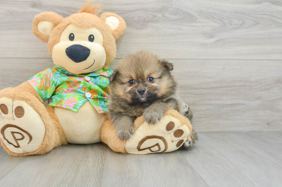 6 week old Pomeranian Puppy For Sale - Florida Fur Babies