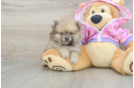 Small Pomeranian Purebred Pup