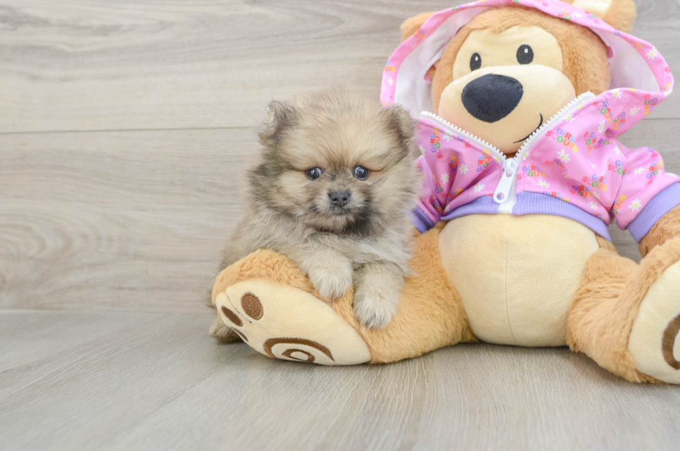 5 week old Pomeranian Puppy For Sale - Florida Fur Babies