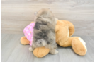 Best Pomeranian Baby